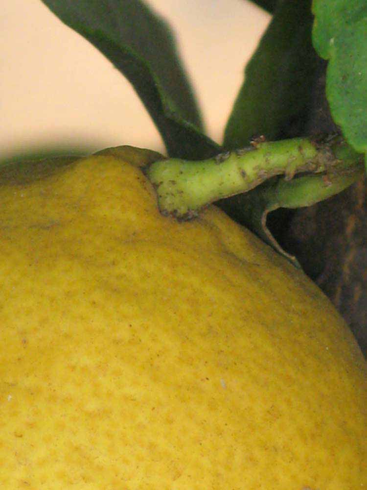            Fruit (Riverside, CA)   